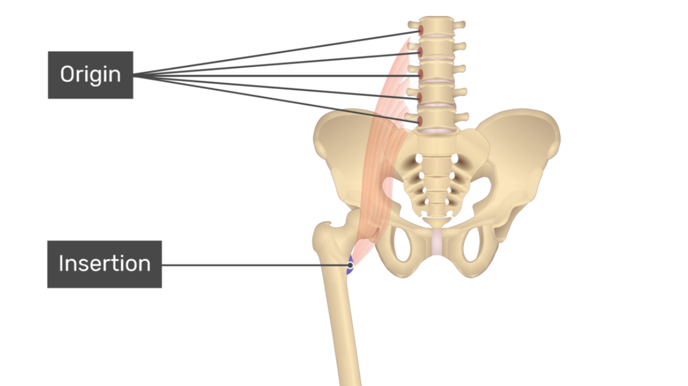 <p>psoas major</p>