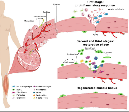 <p>image shows how stem cells act when muscle is injured</p>