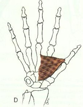 \-Adductor Pollicus