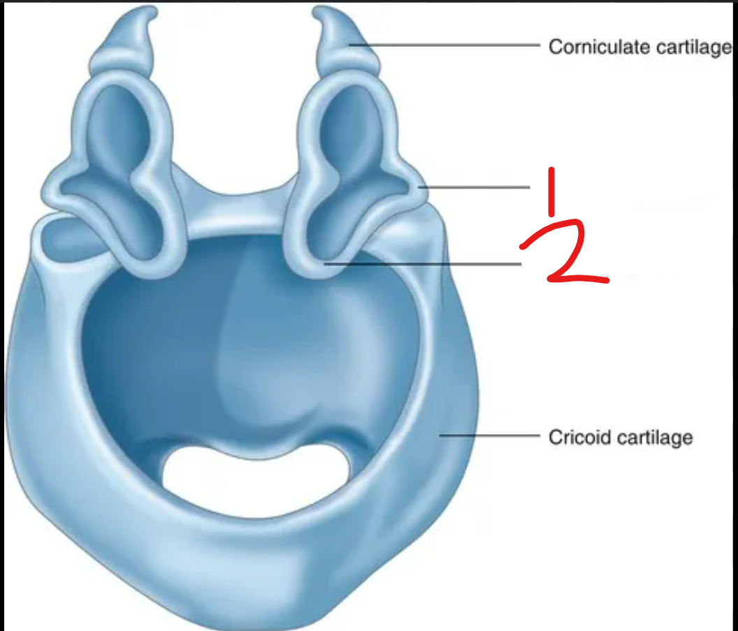 <p>label the parts of the arytenoid cartilage in the larynx</p>