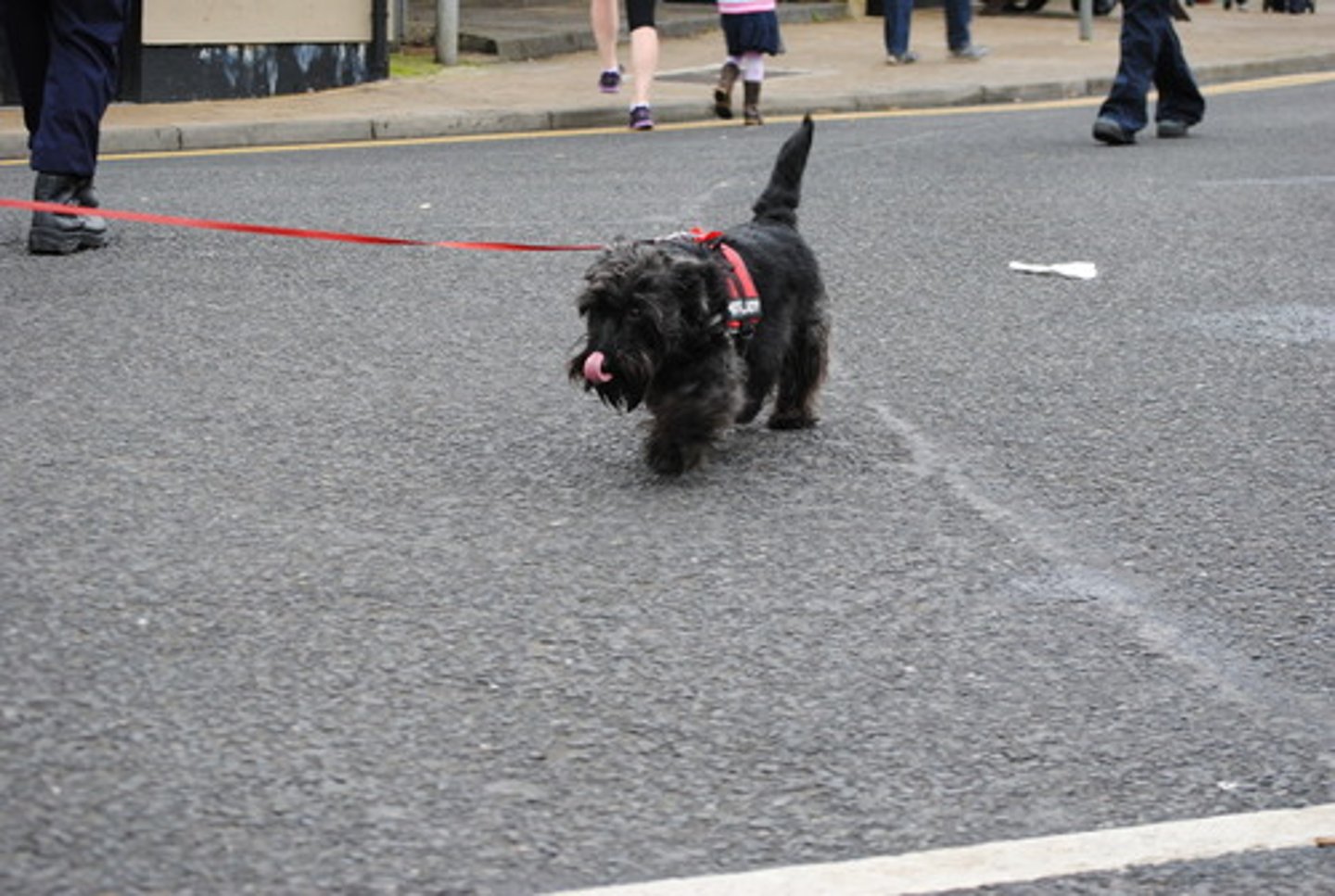 <p>Levar o cachorro para um passeio na estrada</p>