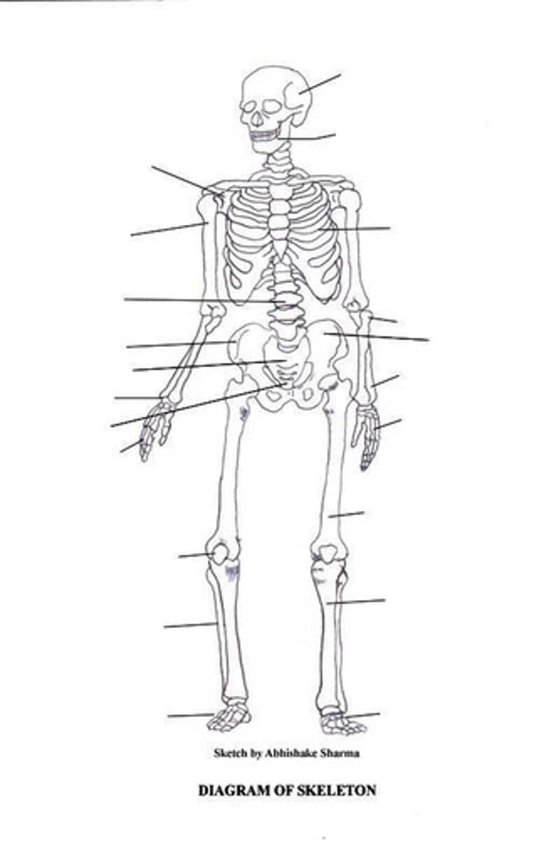 <p>There are 206 bones in the adult human skeleton.</p>