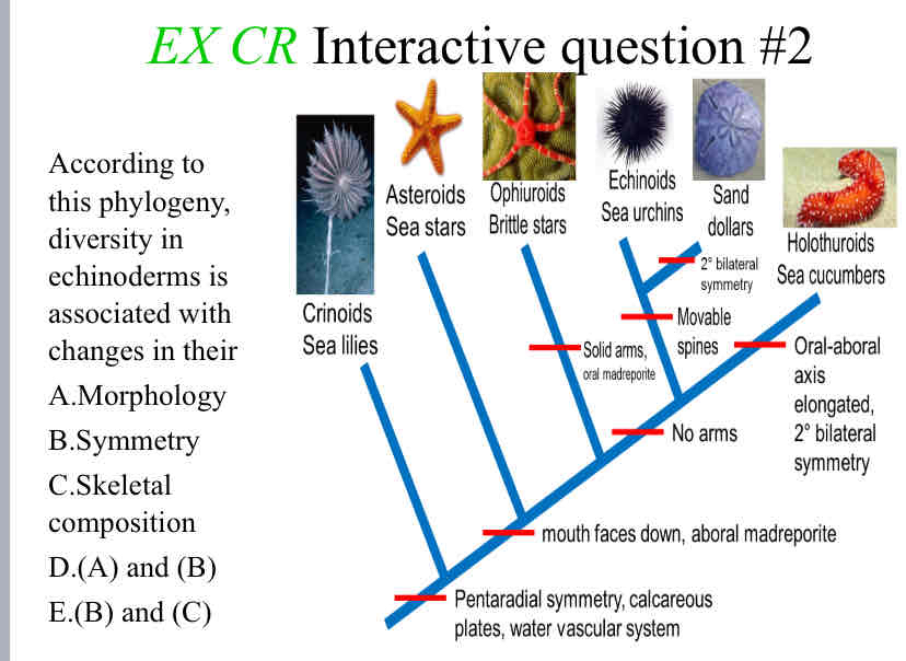 <p>Practice Question (Echinoderm Phylogeny) - According to this phylogeny, diversity in echinoderms is associated with changes in their</p>