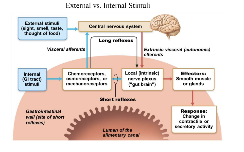 <p><strong>External stimuli</strong>: originates <em>outside</em> the digestive system. Ex) sight, smell or taste of food</p><p><u>Long Reflexes</u></p><p>-external stimuli triggers long reflexes</p><p>-<mark data-color="#faddfa" style="background-color: #faddfa; color: inherit">sensory info is sent to brain (CNS)</mark></p><p>-brain integrates info &amp; sends signals back to digestive system via vagus nerve→ results in increased digestive activities like increased salivation, gastric secretion and motility.</p><div data-type="horizontalRule"><hr></div><p><strong>Internal Stimuli</strong>: originate <em>within</em> the digestive system. Ex) the presence of food in stomach or intestines, changes in pH, or stretching of digestive tract walls.</p><p><u>Short Reflexes </u></p><p>-internal stimuli triggers short reflexes</p><p>-<mark data-color="#fde4ff" style="background-color: #fde4ff; color: inherit">sensory info is processed locally within enteric nervous system aka ENS (gut of brain)</mark></p><p>The ENS can independently control digestive functions w/o direct input from CNS → results in localized responses such as changes in enzyme secretion, peristalsis, and blood flow.</p><p></p>