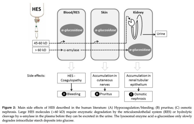 <ul><li><p><span>Intracellular storage of HES molecules may lead to organ dysfunction</span></p><ul><li><p><span>Organs involved include the bone marrow, intestine, kidney, liver, lung, lymph nodes, monocyte-macrophage system, muscle, pancreas, reticular-endothelial cells, skin, and spleen</span></p></li></ul></li><li><p><span>Uptake seems to be rapid</span></p></li><li><p><span>In part, HES is split enzymatically in the plasma by a-amylase, followed by urinary excretion</span></p></li><li><p><span>Also metabolized by phagocytosis by immune cells and subsequent storage in intracellular vacuoles</span></p></li><li><p><span>HES molecules are also taken up by a variety of nonphagocytic cells including epithelial cells, endothelial cells, hepatocytes, keratinocytes, and Schwann cells by pinocytosis</span></p></li><li><p><span>HES is absorbed in the proximal tubular epithelial cells in the kidney during the excretion process</span></p></li><li><p><span>Phagocytized HES molecules cause an acquired lysosomal storage disease, evident morphologically as foamy macrophages</span></p></li><li><p><span>Intracellular HES accumulation can persist for long periods of time and is a dose-dependent and time-related process</span></p></li><li><p><span>Modern tetrastarch solutions, designed to have decreased tissue uptake are accumulated to a greater extent than older starch preparations</span></p></li></ul><p></p>