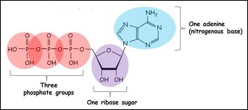 <ul><li><p>an important organic phosphate</p></li><li><p>consists of an organic molecule (adenosine) attached to a string of three phosphate groups and one adenine</p></li><li><p>stores the potential to react with water, a reaction that releases energy to be used by the cell</p></li></ul><p></p>