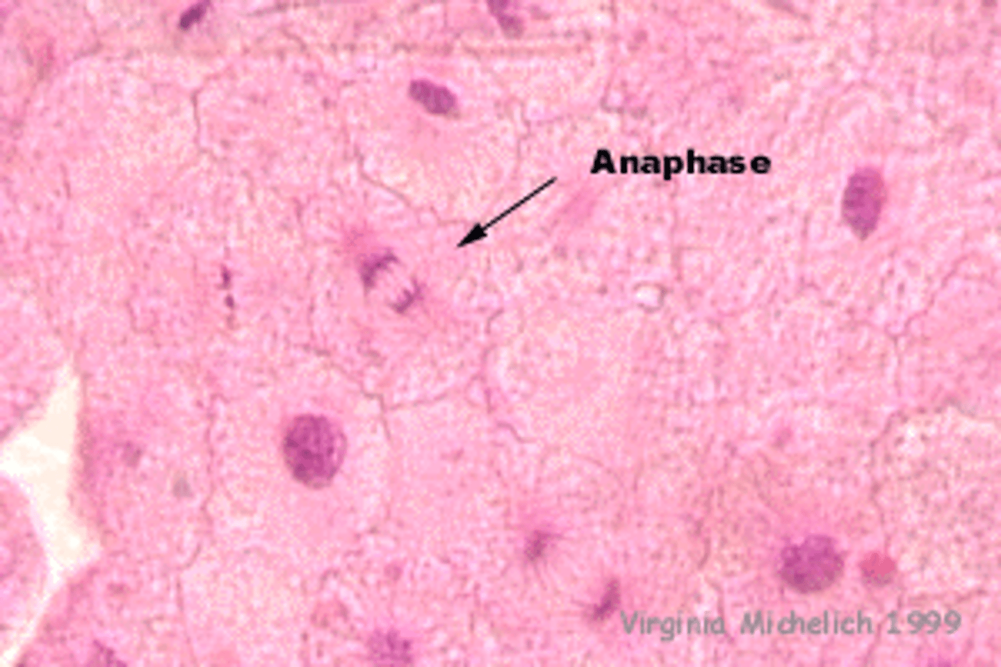 <p>the cells we observed that were fertilized</p>