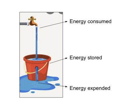 <p>is a means of regulating energy stores</p><ul><li><p>caloric homeostasis (energy homeostasis) = the ability to maintain adequate but NOT excessive energy stores</p></li></ul><p></p>