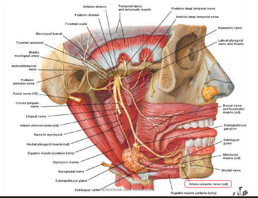 <ul><li><p>Motor:</p><ul><li><p>Masseter N.</p></li><li><p>Deep Temporal N</p></li><li><p>Medial Pterygoid N.</p></li><li><p>Lateral Pterygoid N.</p></li></ul></li><li><p>Sensory:</p><ul><li><p>(Long) buccal N</p></li></ul></li></ul><p></p>