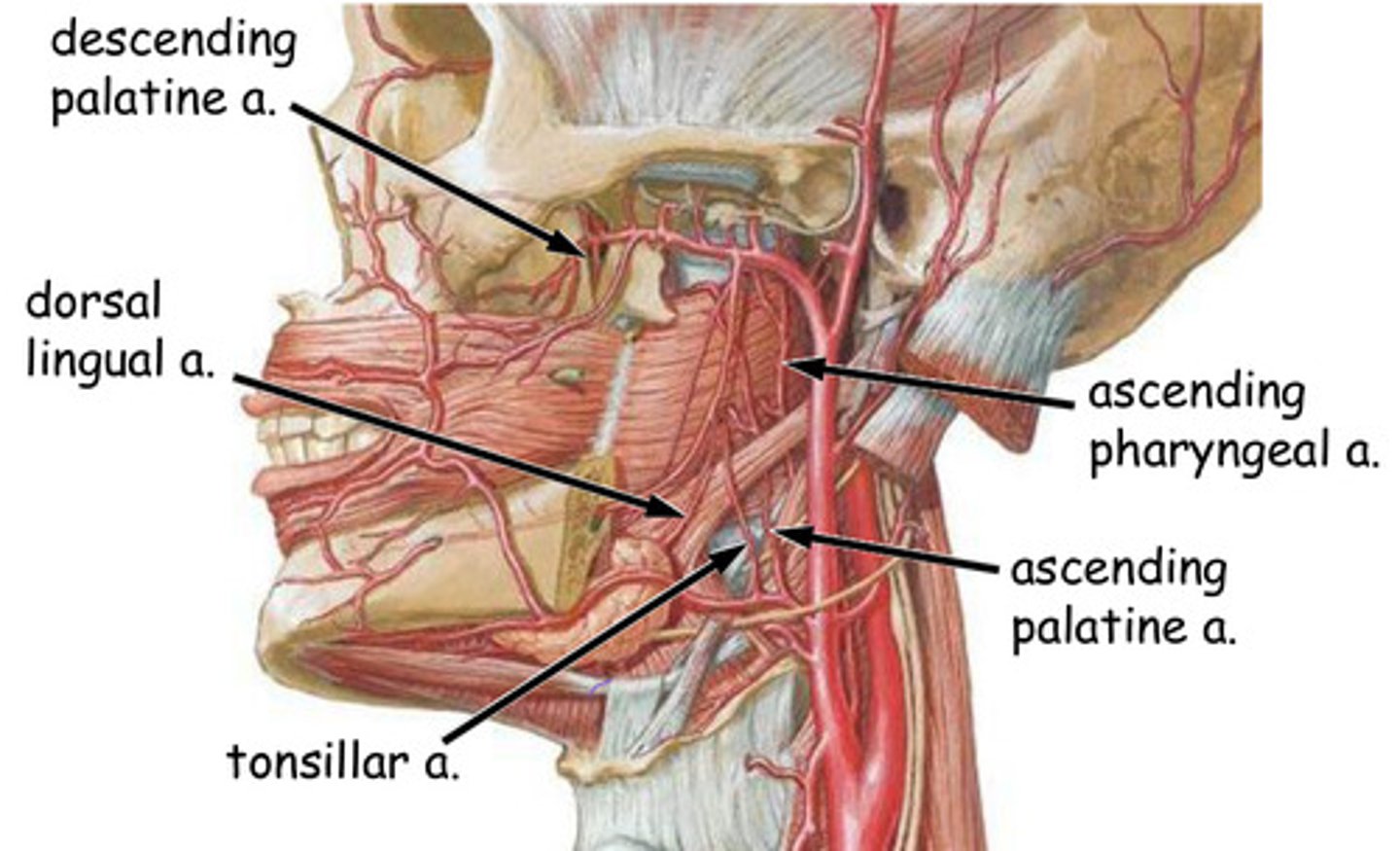 <p><strong>False</strong> ==&gt; a lot of blood vessels near the tonsils so hemorrhage is a risk of having tonsils surgically removed </p><p></p><p>*arteries = "Don't need to know these" (insert suspicious face)</p><p>     -ascending palatine a.</p><p>     -ascending pharyngeal a.</p><p>     -tonsillar a.</p><p>     -dorsal lingual a.</p><p>     -descending palatine a</p><p></p>