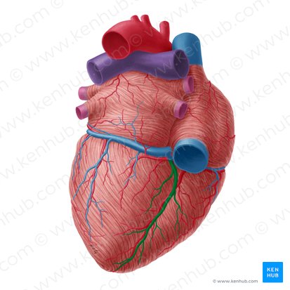<ul><li><p>found in the posterior interventricular sulcus, with the <u>posterior descending artery (PDA)</u></p></li></ul><p></p>