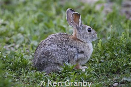 <p>Mountain Cottontail</p>