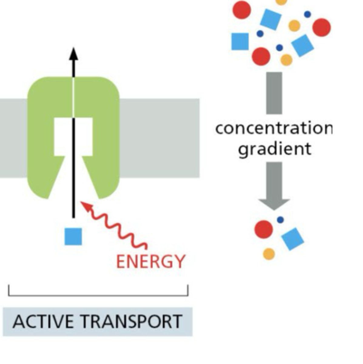 <p>transport against gradient, requires ATP</p>