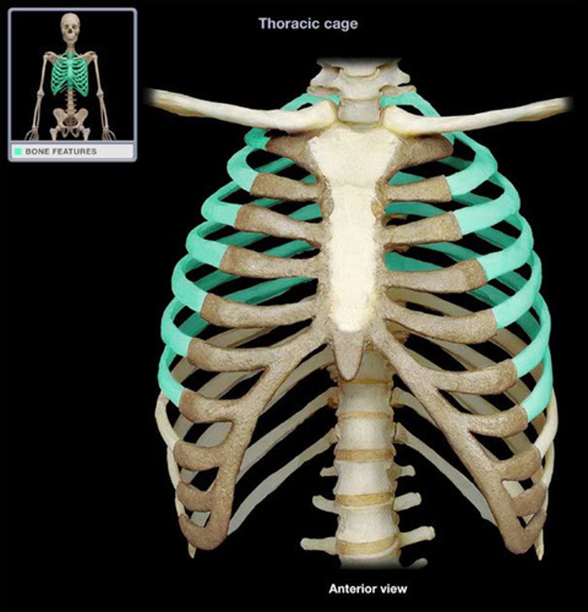 <p>Name this bone.</p>