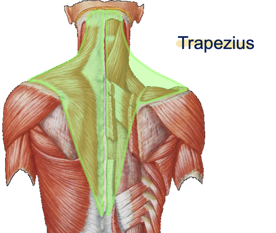 <p>Where is the proximal attachment for the trapezius?</p>