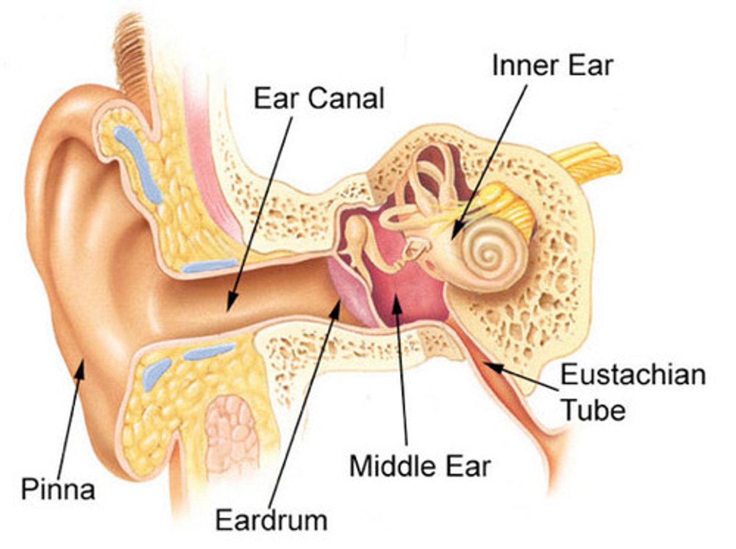 <p>- connects the middle ear to the nasopharynx</p>