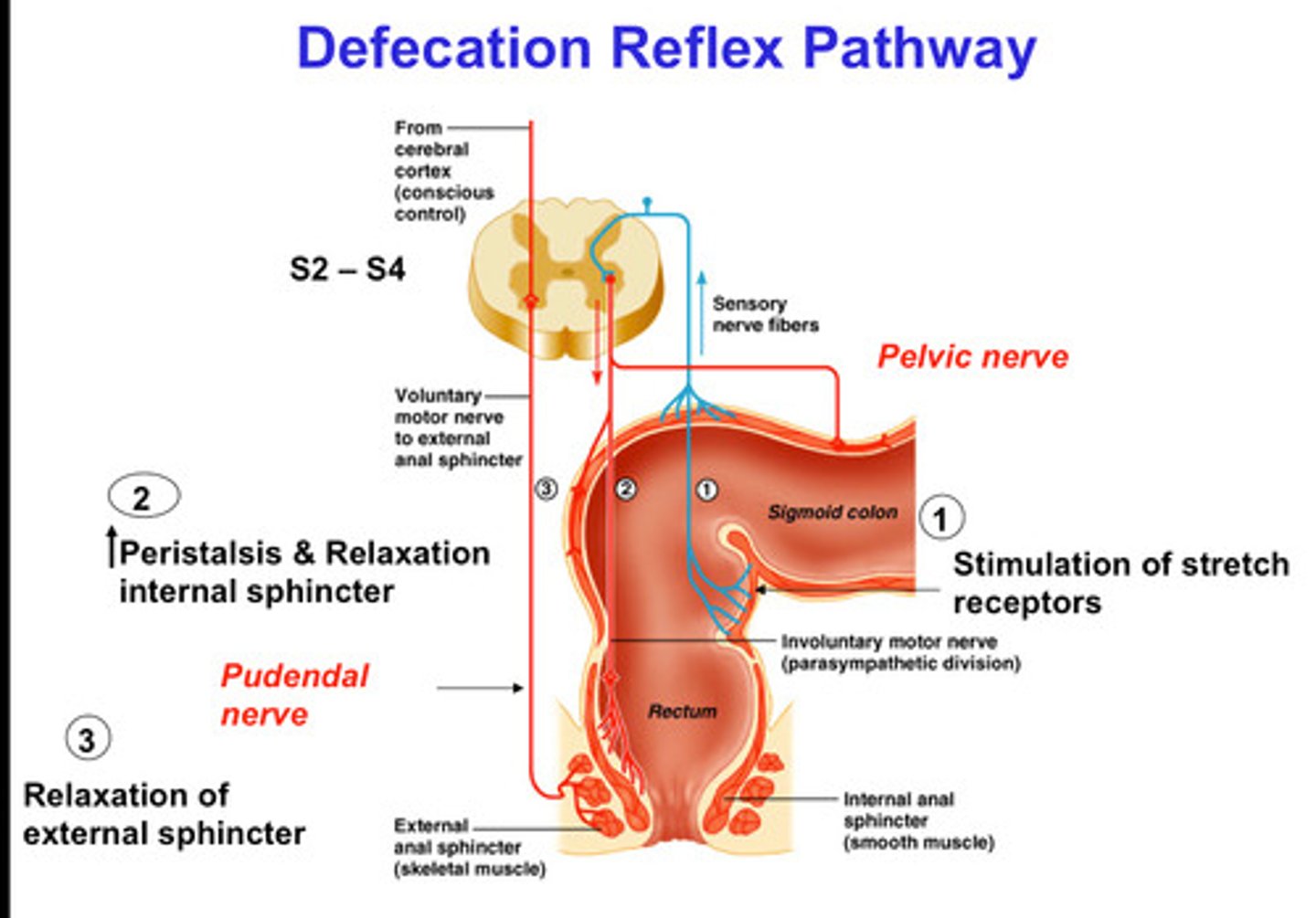 <p>elimination of feces from the digestive tract through the anus</p>