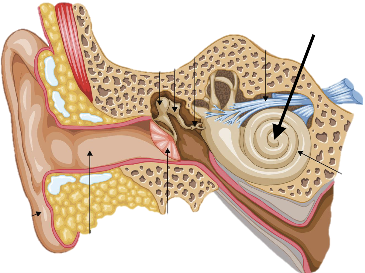 <p>Name the feature of the ear ossicle</p>