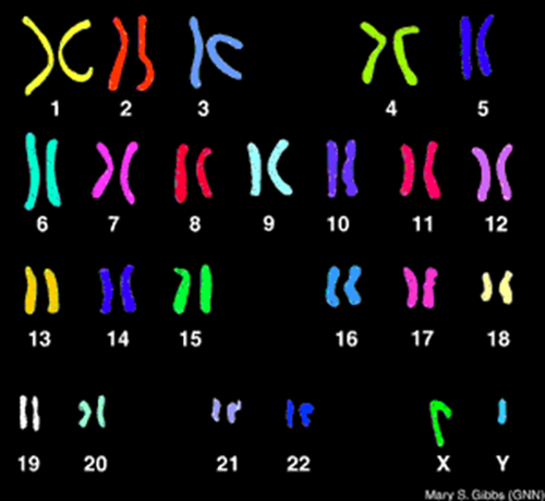 This is a display of the chromosome pairs of a cell arranged by size and shape. Humans' consist of 22 pairs of autosomes and a pair of two sex chromosomes.