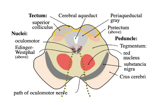 <p>What is the anatomy/divisions of the midbrain?</p>