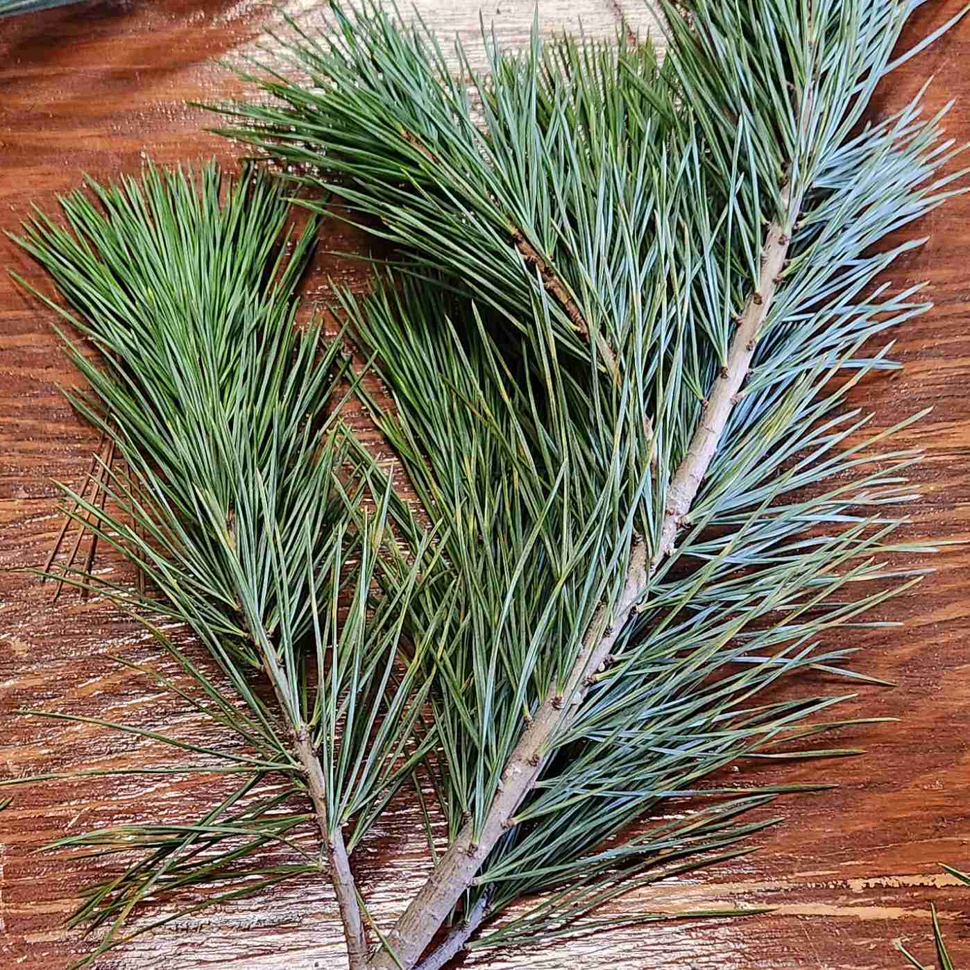 <p>5 needles per fascicle</p>