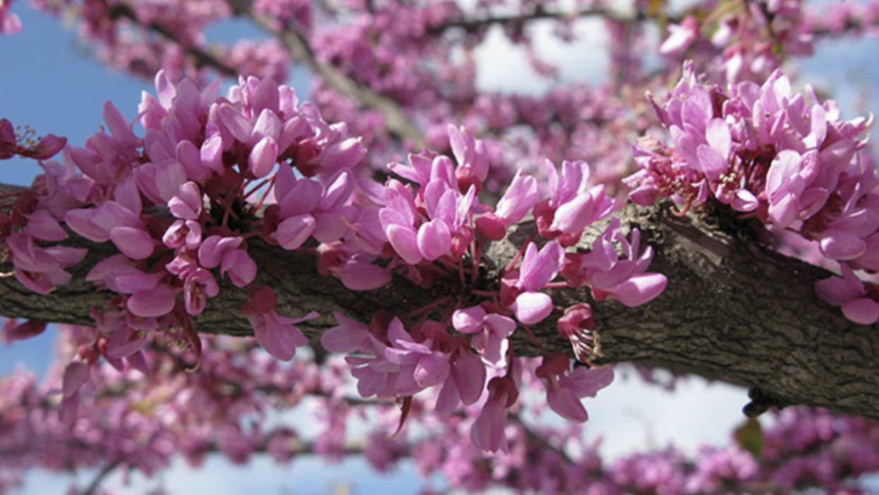 <p>eastern redbud</p><p>heart shaped leaves, has the gland at base, distinct flours IS A TREE</p>
