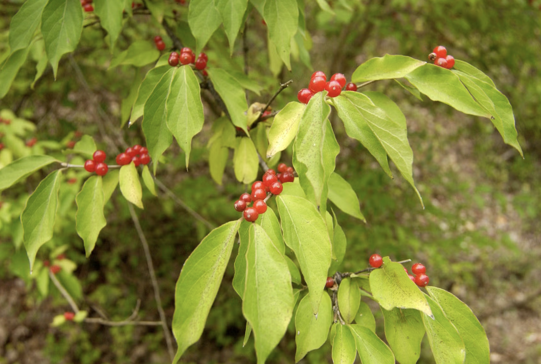 <p><em>Lonicera tatarica</em></p><p>Caprifoliaceae</p>