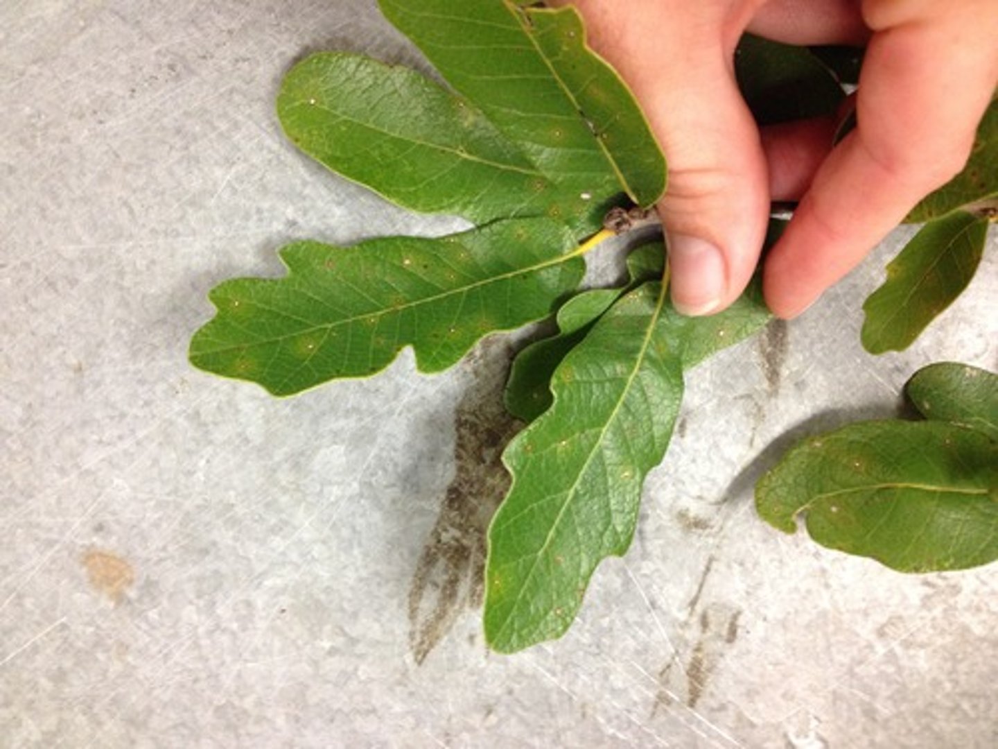 <p>Quercus polymorpha, Fagaceae</p>