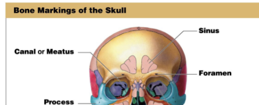 <p>A chamber within a bone normally filled with air.</p>