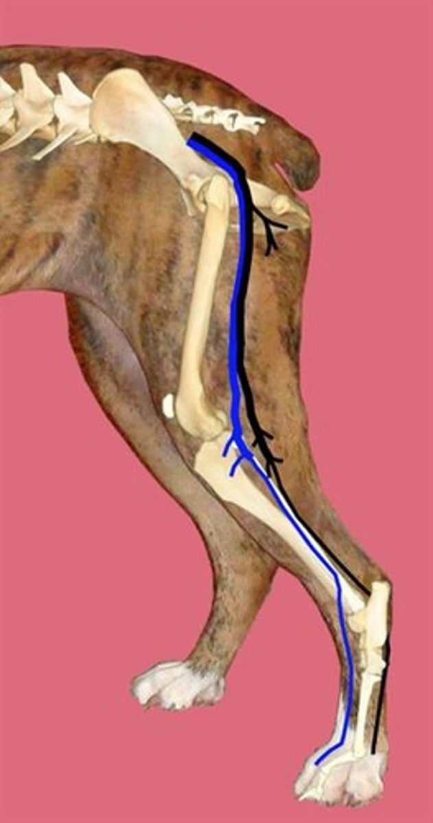 <p>Whole nerve?</p><p>Blue?</p><p>Black?</p>