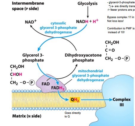 <ul><li><p>Transport in skeletal muscle and brain</p></li><li><p><em>) Transport of e from NADH formed i cytosol<br></em>) e- are directly transferred to QH2<br>-&gt; fewer protons are pumped across the inner mm<br><br>Bypass complex 1!! in this pathway<br>Not loss less!<br><br>Contribution to PMF is smaller! only 6 protons<br>instead of 10!</p></li></ul><p></p>