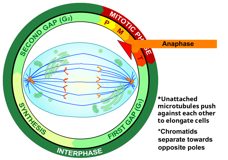 <p><span>Anaphase</span><br><span>-Microtubules shorten</span><br><span>-Chromatids are pulled apart</span><br><span>-Each sister chromatid is now considered to be an individual chromosome</span><br><span>-chromosomes are pulled to opposite ends of the cell</span></p>