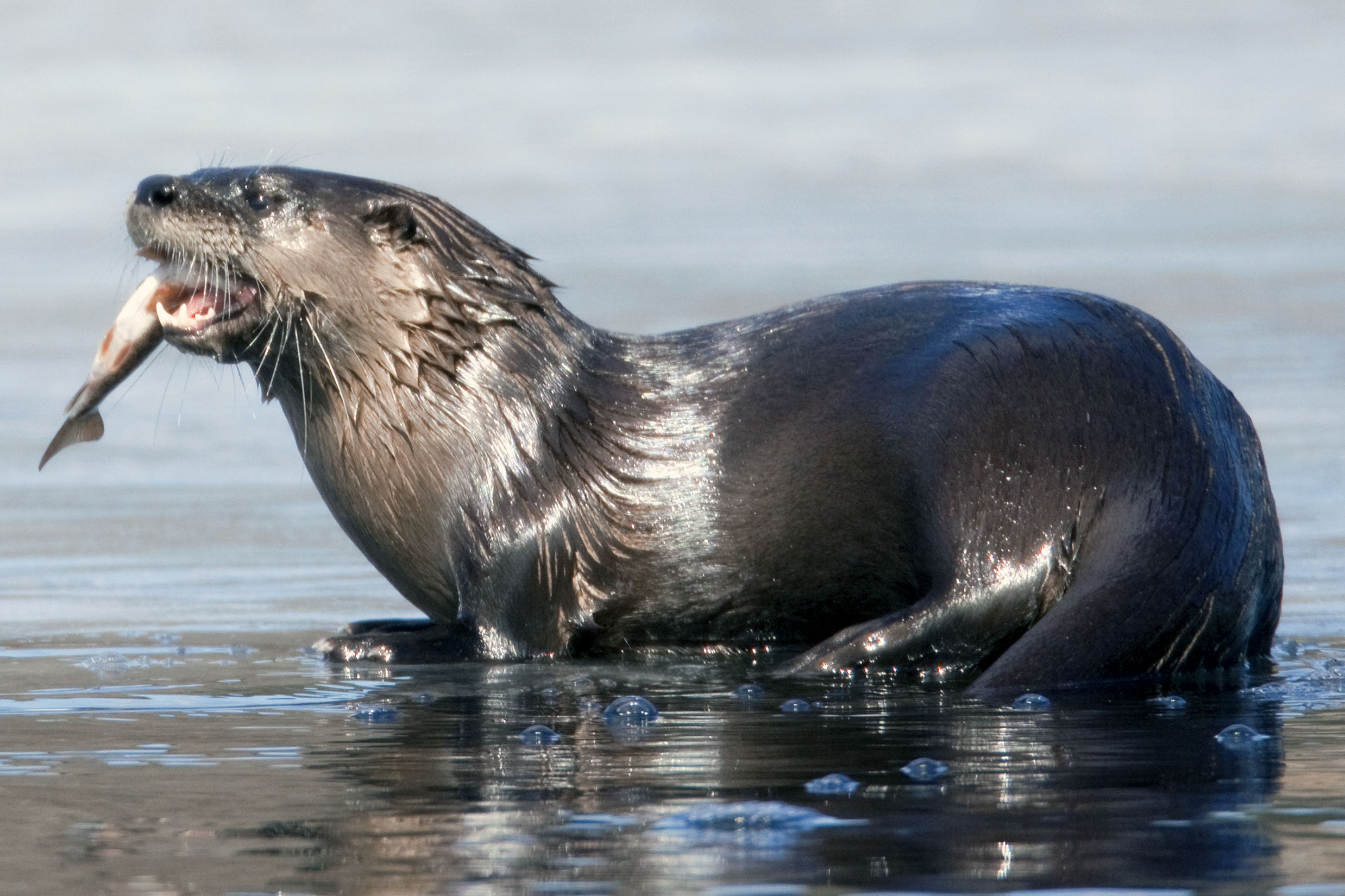 <p>North American River Otter</p>