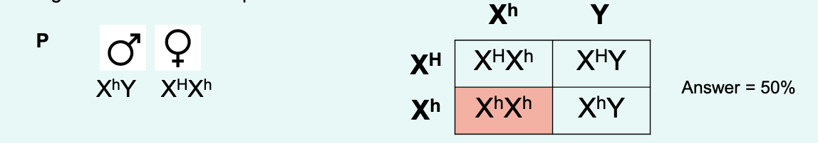 <p>a disease where an X-linked recessive trait that is non-functional so no Factor VIII is produced resulting in impaired blood clotting - in simple terms - blood doesnt clot properly - so excessive bleeding</p><p></p><p>blood clotting because the gene for factor VIII involved in the blood clotting cascade is X-linked - the gene locus is on the X chromsome</p><p></p><p>so considering that:</p><p>• Functional Factor VIII allele: XH</p><p>• Non-functional Factor VIII allele: Xh</p><p>• Y chromosome has no gene:</p><p></p><p>if a carrier female and haemophiliac male have a daughter, what is the percentage chance he daugter will have haemophilia? 50%</p><p> </p>