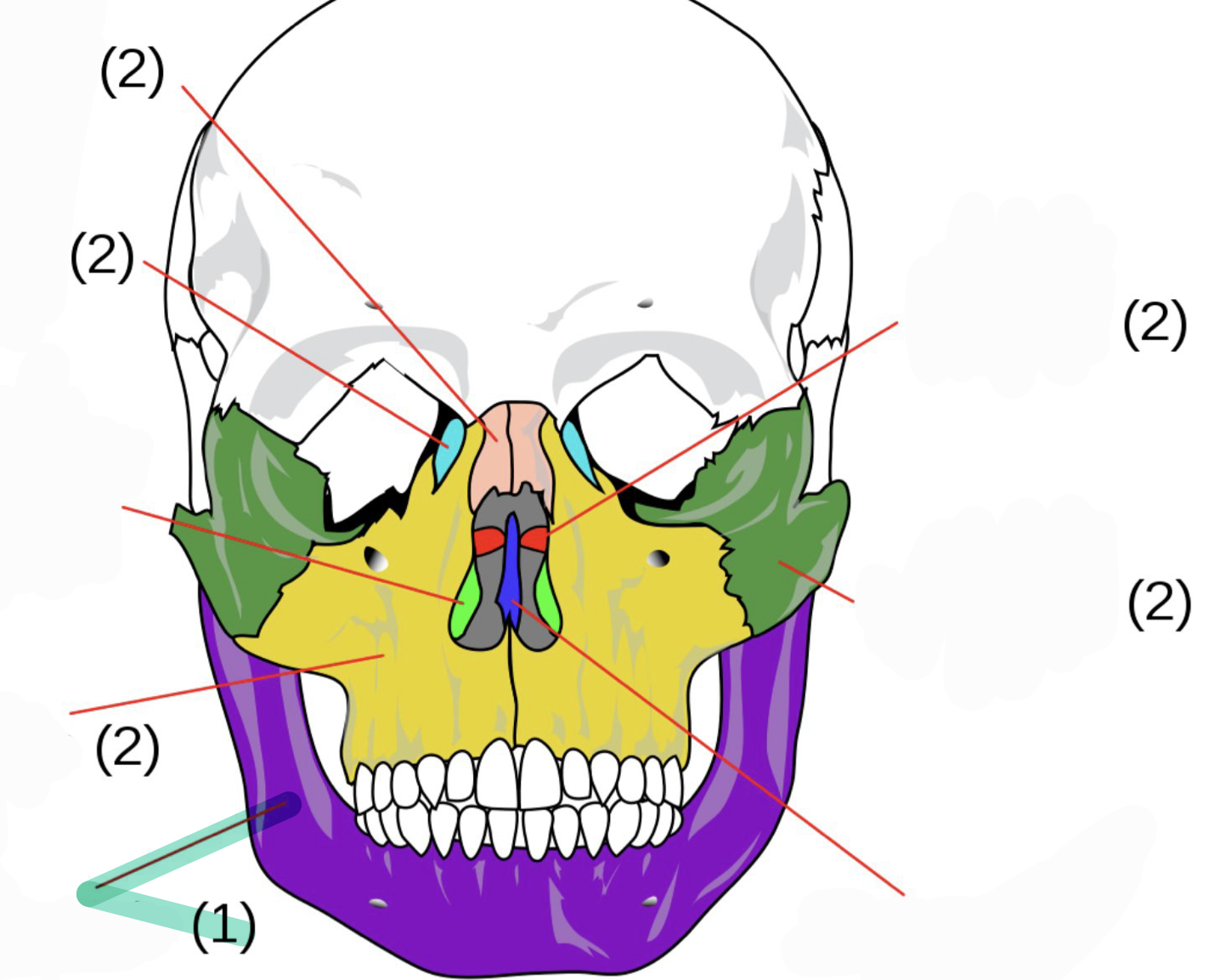 <p>Lower jaw bone</p>