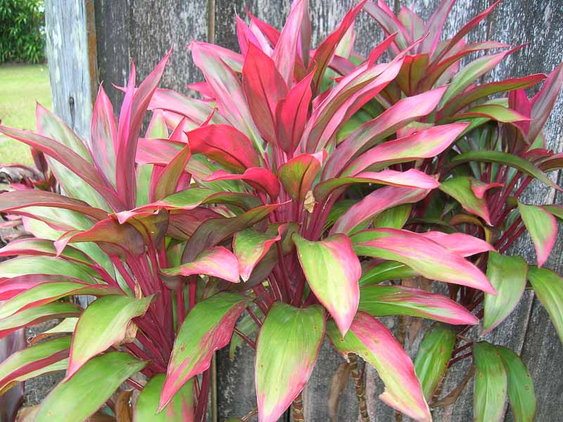 <p>Ti Plant</p>