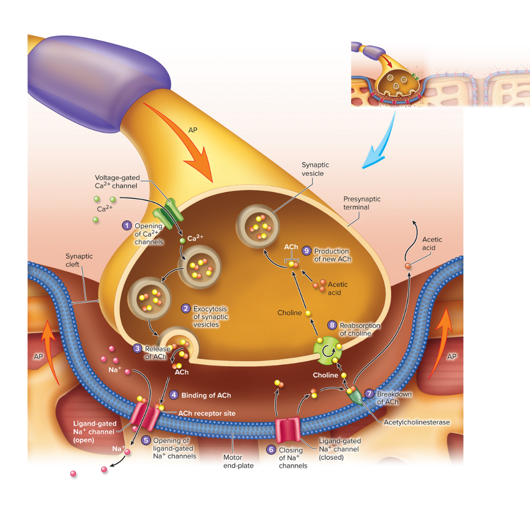 <p><strong>9.4: Skeletal Muscle Fiber Physiology</strong></p><ul><li><p>Specialized synapse between a motor neuron and a muscle fiber.</p></li><li><p>consists of a group of enlarged <strong>axon terminals</strong> (the end of the axon) that rests in an invagination of the <strong>sarcolemma</strong>, this contact results in an action potential</p></li><li><p>the stimulus for the action potential is the release of acetylcholine from the motor neuron</p></li></ul><p></p>