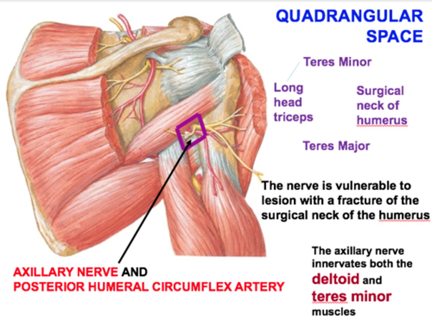 <p>courses inferiorly to the shoulder, passes around the surgical neck of the humerus and innervates teres minor and deltoid muscle</p>
