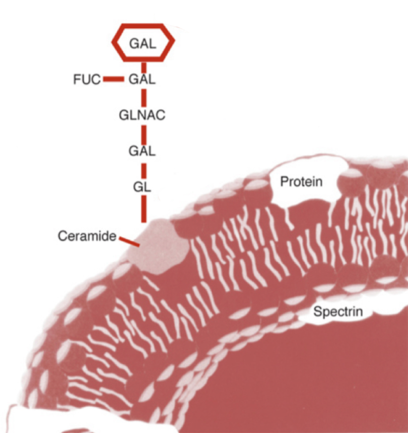<p>What blood type does this image represent?</p>