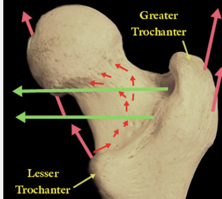 <p>Large bump for muscle attachment, larger than a tubercle or tuberosity</p>