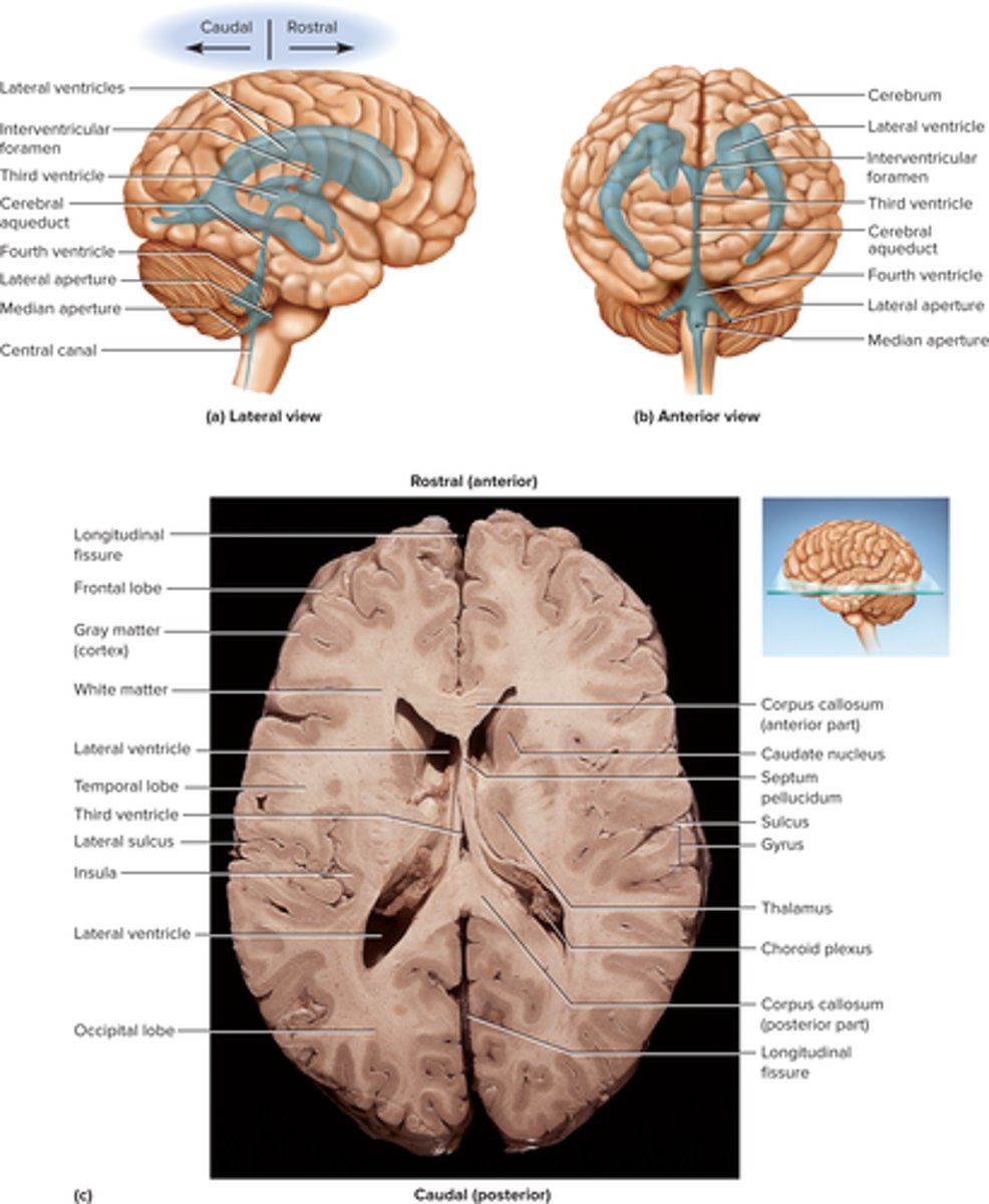 <ul><li><p>Two lateral ventricles: one in each cerebral hemisphere</p></li></ul><ul><li><p>Third ventricle: narrow medial space beneath corpus callosum walled by diencephalon</p></li><li><p> Fourth ventricle: small triangular chamber between pons and cerebellum</p></li></ul><p></p>