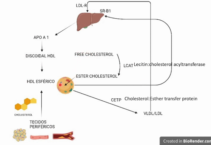 <p>O HDL produzido pelo fígado possui Apolipoproteína APO-A1 estabiliza HDL.<br><br>A APO-A1 produzida e secretada pelo fígado ao atingir o meio extracelular se complexa com colesterol e fosfolipídios e forma uma partícula de pré-HDL com formato discoidal e baixa capacidade de captação de colesterol dos tecidos periféricos, o pré-HDL sofre ação da LCAT (lecitin colesterol aciltransferase),  que catalisa a transformação de colesterol livre em colesterol esterificado que se acumula no interior do HLD que se torna maduro, capaz de captar colesterol dos tecidos periféricos e de placas ateroscleróticas diminuindo seu tamanho. O HDL cheio de colesterol retorna ao fígado via receptor SR-B1 e entrega moléculas de colesterol dentro dos hepatóicitos que fazem a eliminação correta do colesterol. Outra maneira é transferir o colesterol via CETP para os VLDL/LDL que vão ao fígado via LDL-R e são endocitadas pelos hepatócitos. </p><p></p>