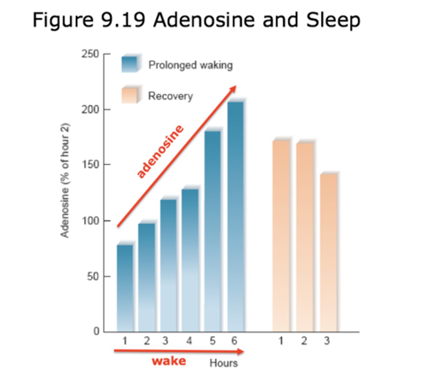 <p>high during prolonged wakefulness; reduced by sleep.</p>