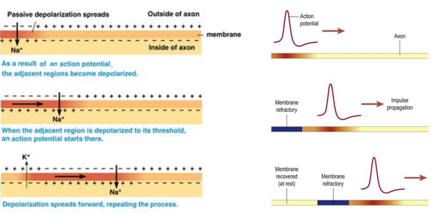 <ul><li><p>continuous impulse propagation = voltage changes along the whole axon membrane </p></li><li><p>passive depolarisation spreads</p></li></ul><ul><li><p>time consuming</p></li></ul><p></p>