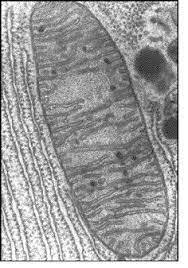 <p>the cell organelle pictured above is a</p>