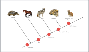 <p>Cladogram</p>