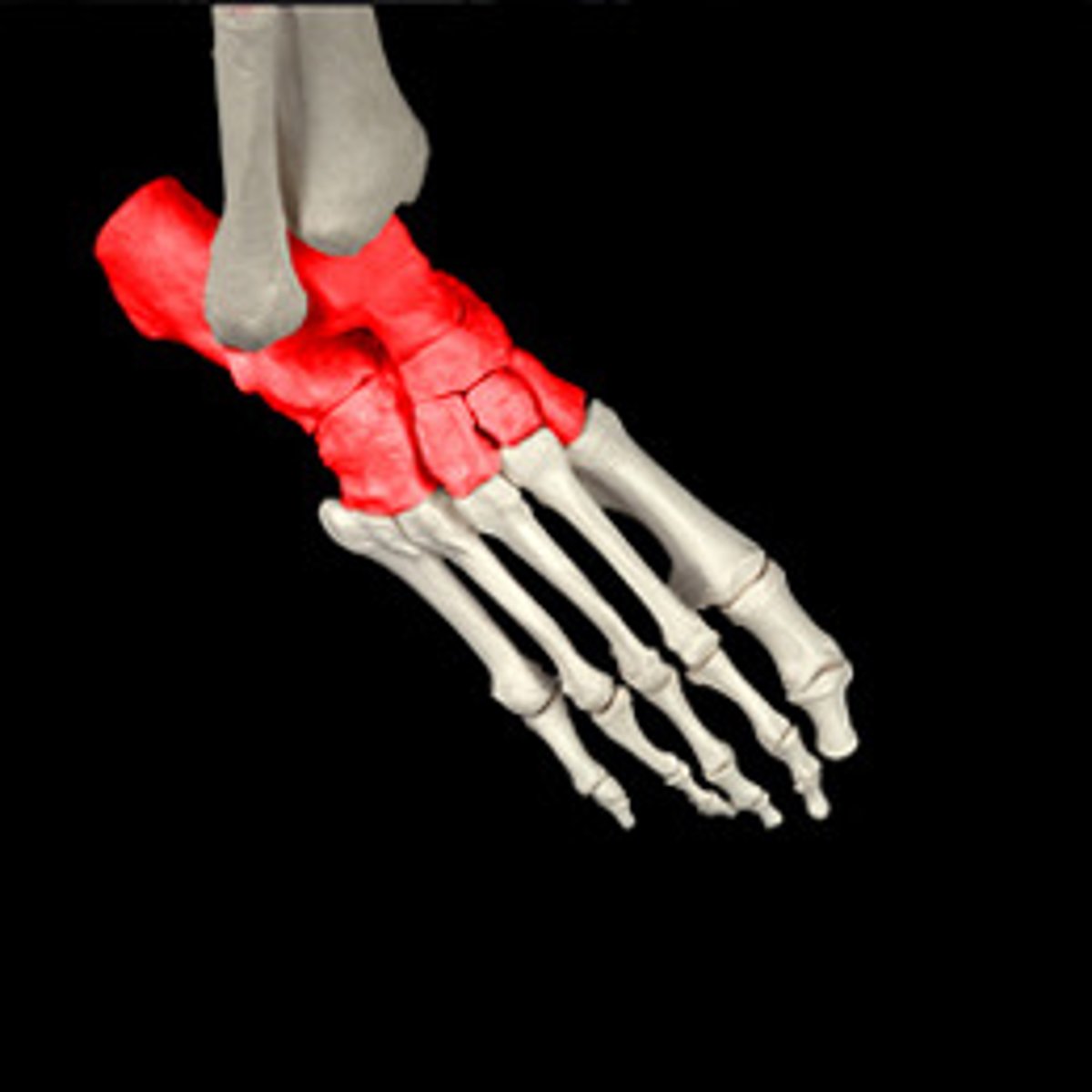 <p>ID bone group shown in pink</p>