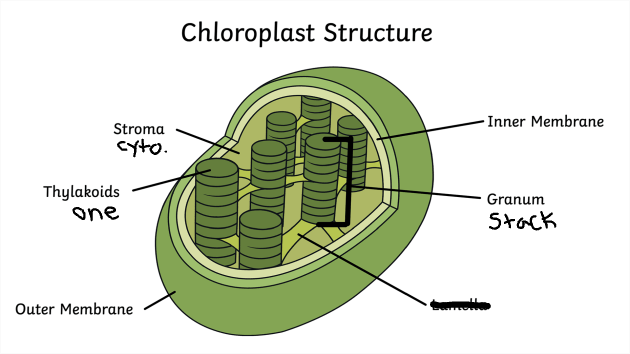 <p><strong>Note: they are <u>GREEN</u></strong></p>
