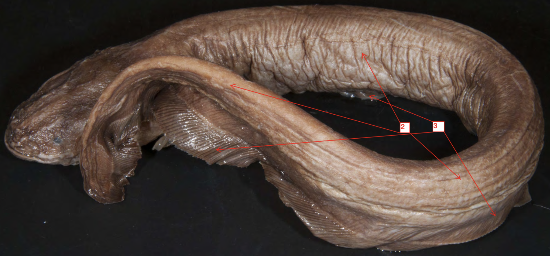 <p>!</p><p>phylum</p><p>subphylum</p><p>superclass</p><p>class</p><p>subclass</p><p>infraclass</p><p>order</p>
