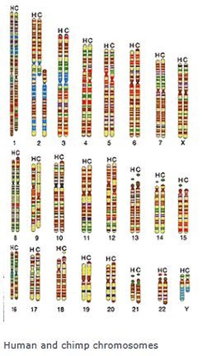 <p>Chromosome number and structure comparison between species.</p>